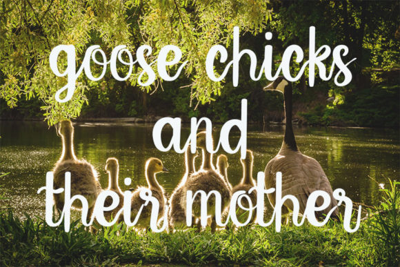 Animals Font Poster 2