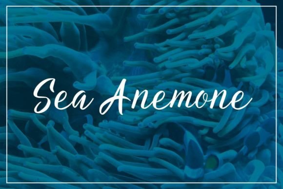 Aqua Lagoon Font Poster 9