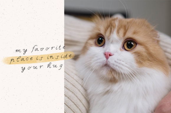 Funny Cat Font Poster 7