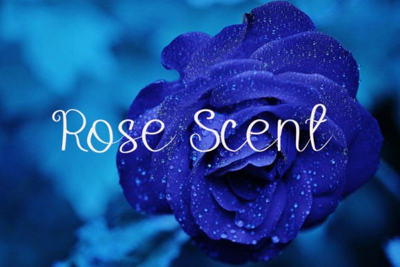 Roses Font Poster 5