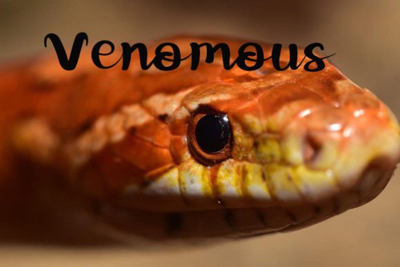 Snakehead Font Poster 2