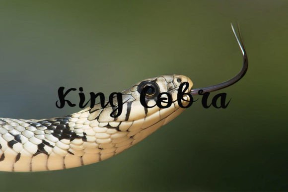Snakehead Font Poster 3