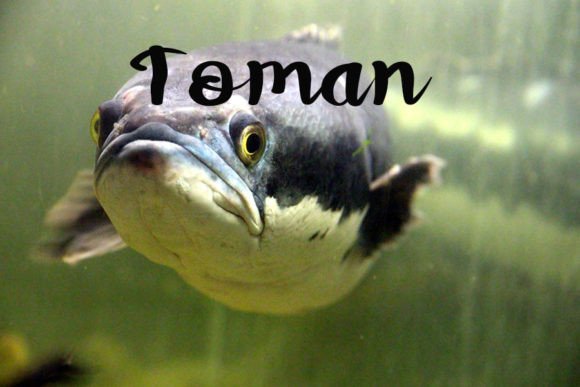 Snakehead Font Poster 4