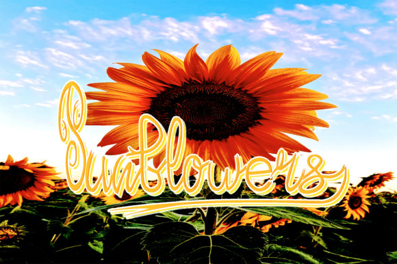 Sunflowers Font Poster 4