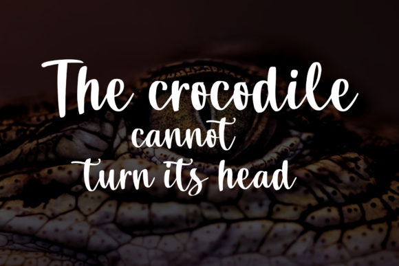 Crocodile Script Font Poster 7