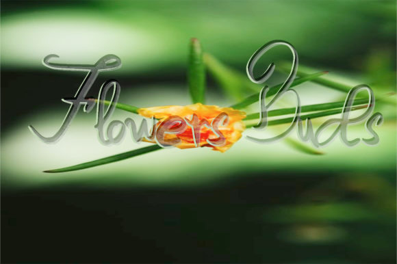 Island Font Poster 3