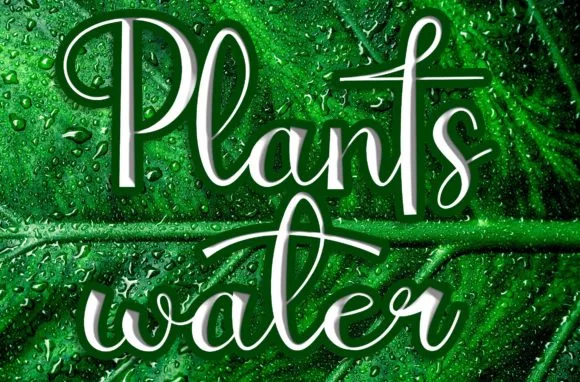 Plantswater Font Plantswater Font Poster 1