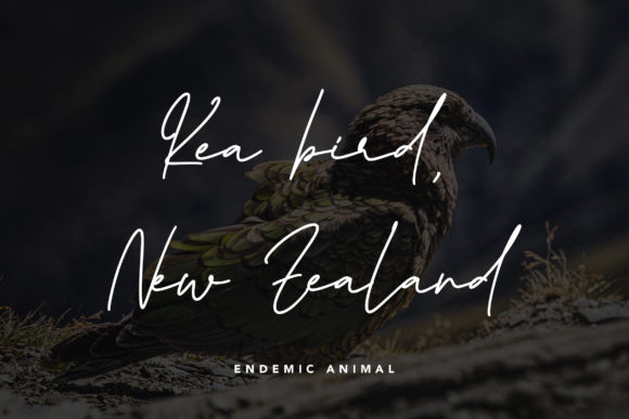 Queenstown Signature Font Poster 4