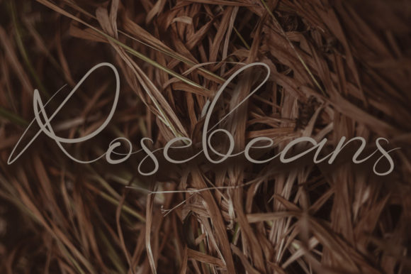 Rosebean Font Poster 1