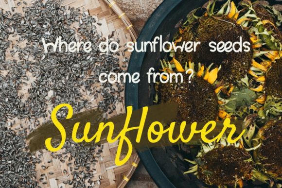 Sunflower Seeds Font Poster 3