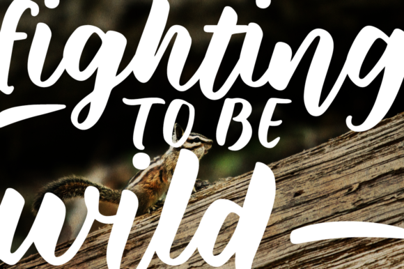Wild Creatures Font Poster 6