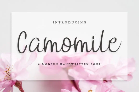 Camomile Font Camomile Font Poster 1