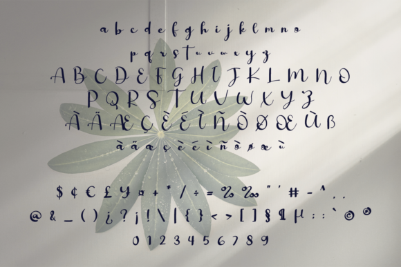 Katherine Font Poster 5