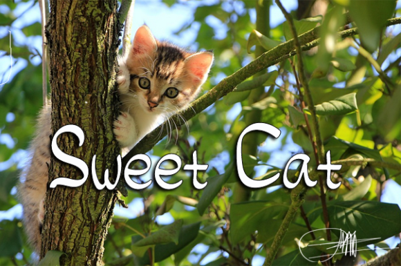 Sweet Cat Font Poster 1