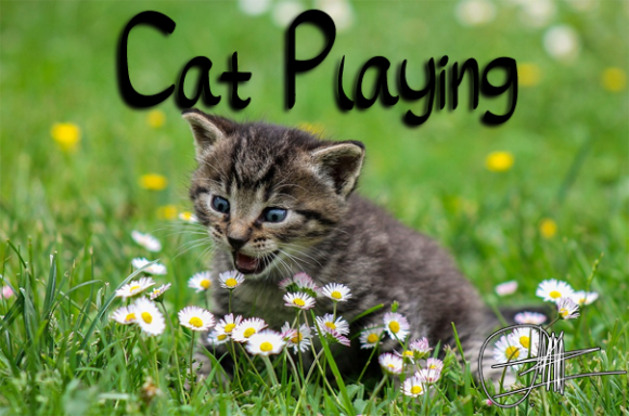 Sweet Cat Font Poster 2