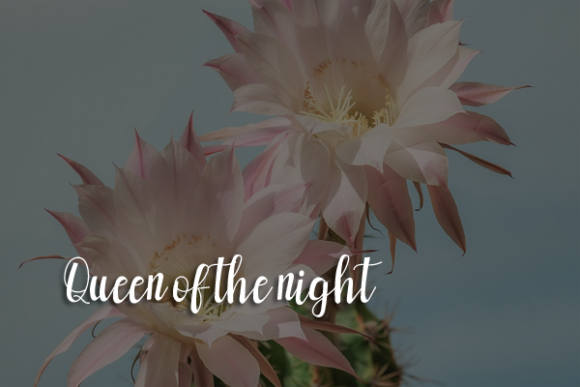 The Master Queen Font Poster 3