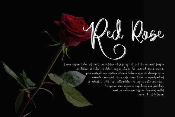 Acallypha Font Poster 2