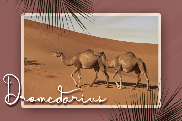 Algeria Font Poster 5