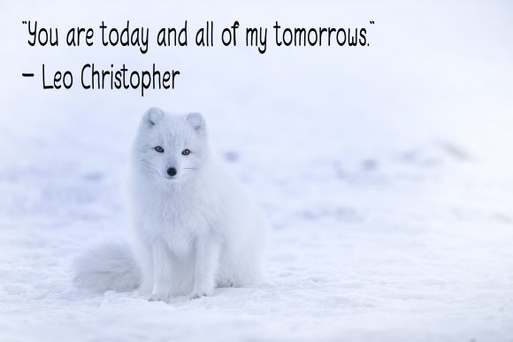 Baby Fox Font Poster 6