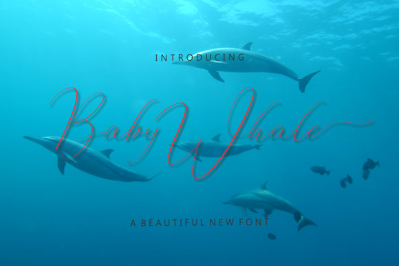 Baby Whale Font Poster 1
