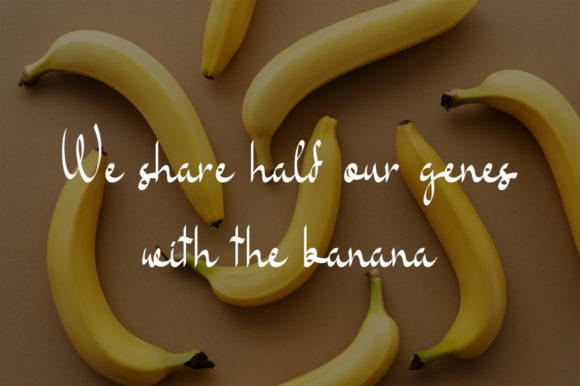 Banana Milk Font Poster 2