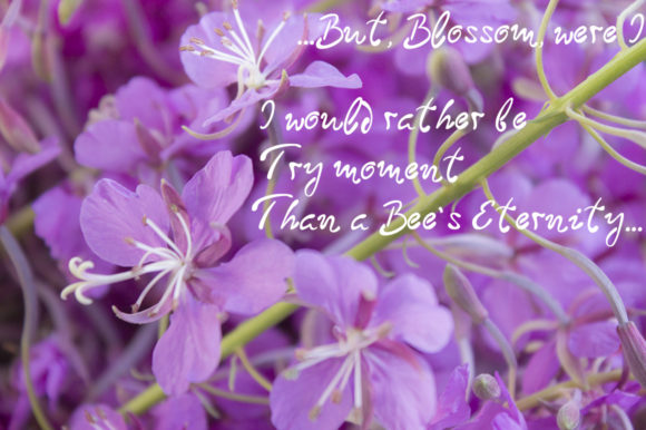Blooming Sally Font Poster 5