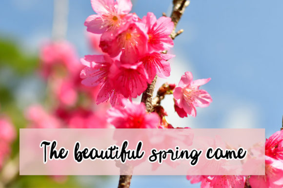 Bogenvilla Font Poster 3