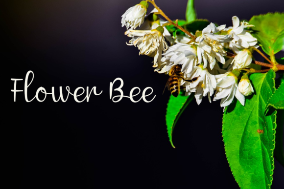 Butterfly Font Poster 4