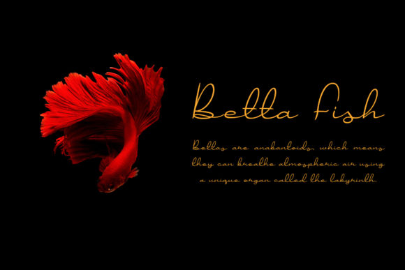 Jollycandy Font Poster 2