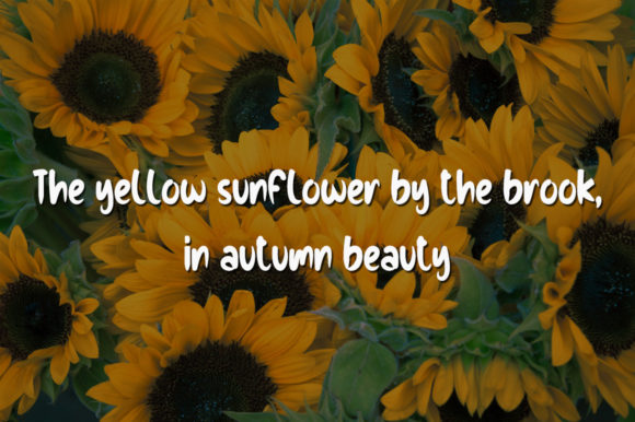 Love Sunflowers Font Poster 4