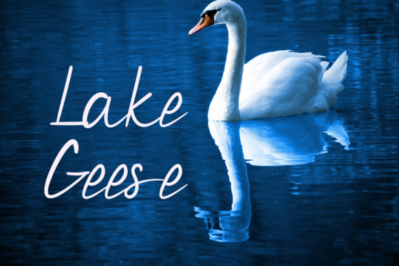Roses Font Poster 2