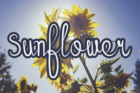 Sunflower Font Sunflower Font Poster 1