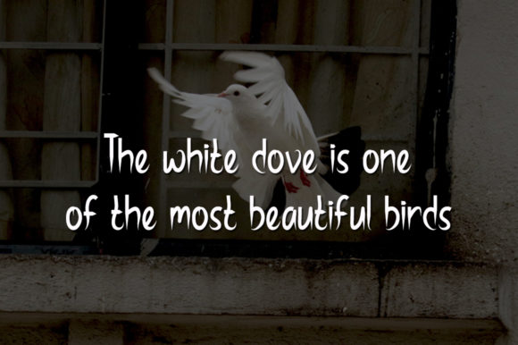 White Dove Font Poster 2