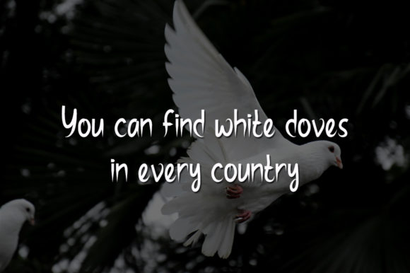 White Dove Font Poster 3
