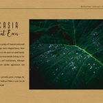 Alocasia Font Poster 8