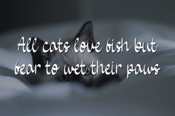 Baby Cat Font Poster 3