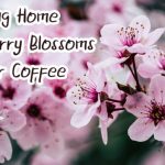 Cherry Blossoms Font Poster 3