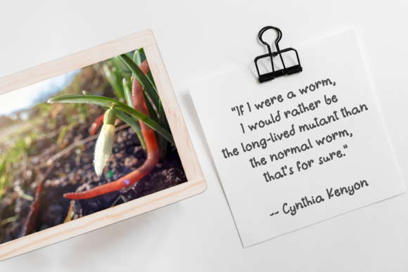 Earthworms Font Poster 4