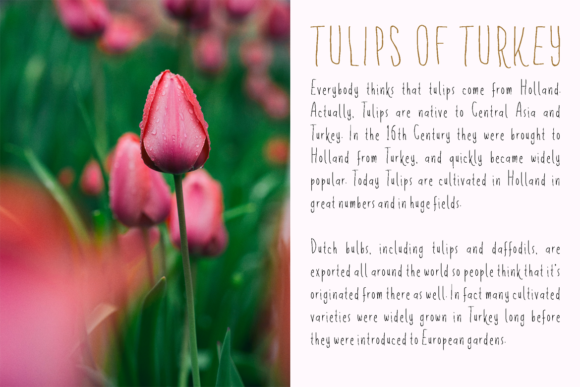 Flowerista Font Poster 5