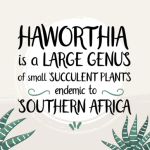 Haworthia Font Poster 2