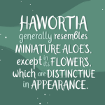 Haworthia Font Poster 5