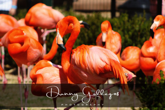 Orange Pumpkin Font Poster 6