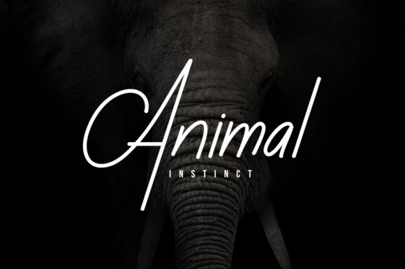 Rusa Hitam Font Poster 2