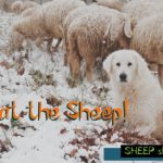 Sheep Sheep Font Poster 4