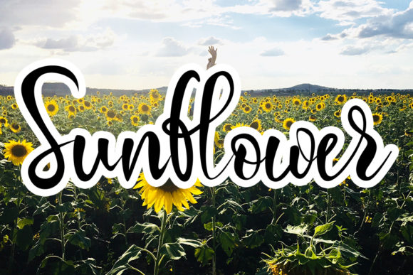 Sunflower Font