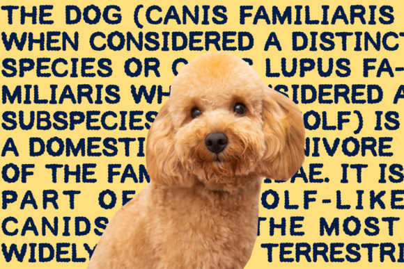 Waverly Font Poster 2