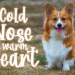 Corgy Puppy Font Poster 2