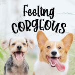 Corgy Puppy Font Poster 3