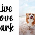 Corgy Puppy Font Poster 4