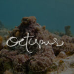 Octopus Font Poster 1